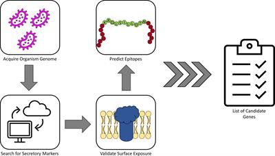 Recent Progress Towards a Gonococcal Vaccine